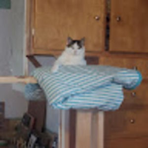 Meet your Posher, Debbie